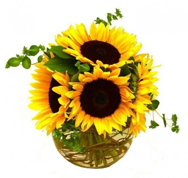 Sunflowers In Pot