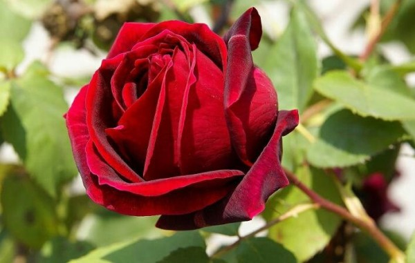 Dark Red Rose