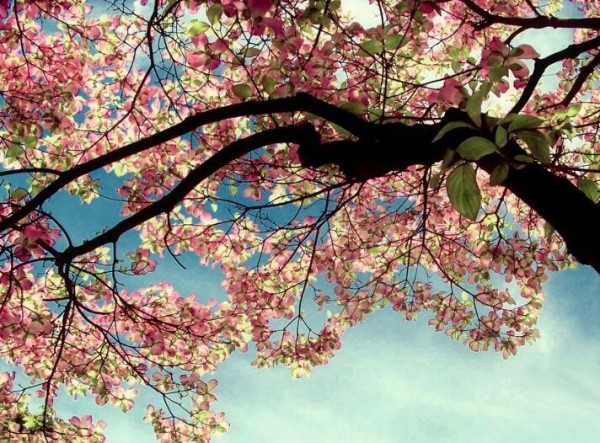 Tree With Colorful Leaves