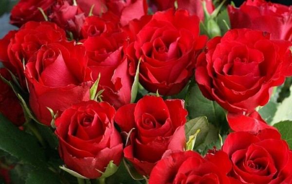 Red Roses