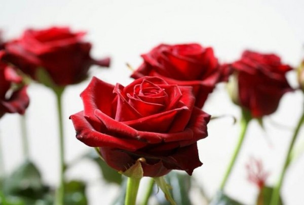 Red Roses - DesiComments.com