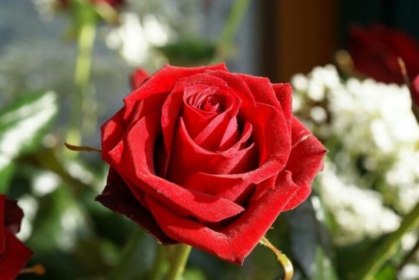 Red Rose