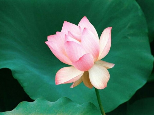 Lotus Flower