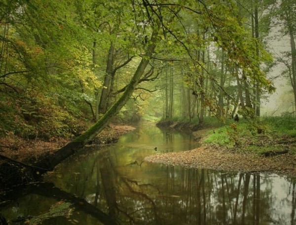 Natural Green View