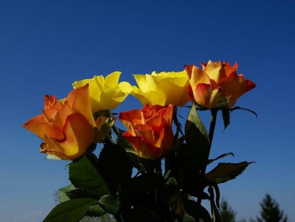 Lovely Roses