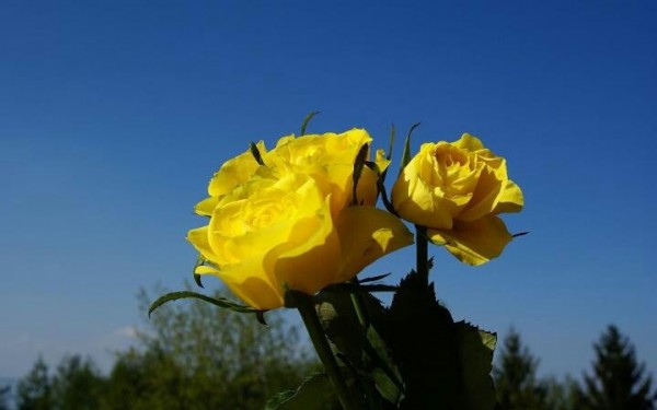 Yellow Roses