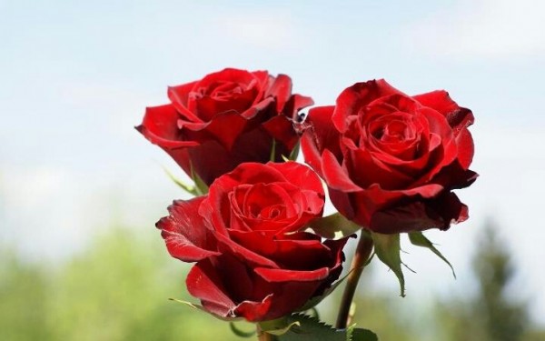 Red Roses