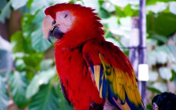 Colorful Parrot