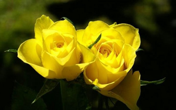 Two Yellow Roses