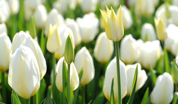 White Tulip Flowers