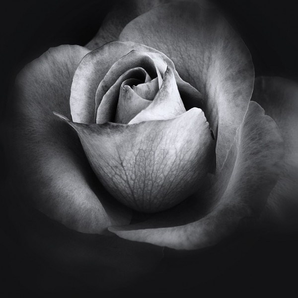 Digital Pic Of A Rose