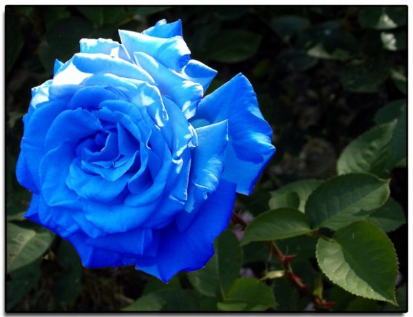 Blue Rose