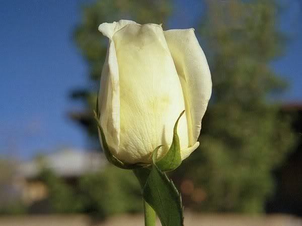 A Rose