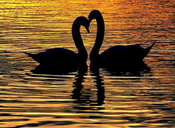 Swans