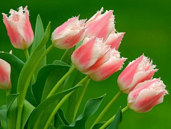 Tulips Flowers