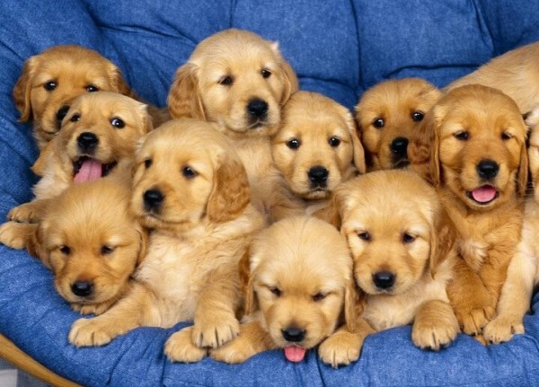 Puppies