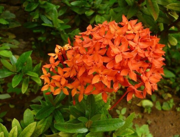 Orange Flowers