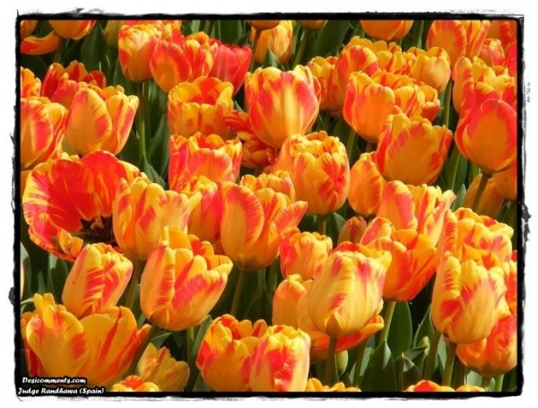 Tulip Flowers