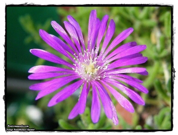 Purple Flower