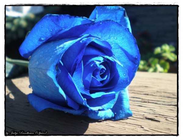 Blue Rose