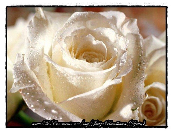 Off-White Rose