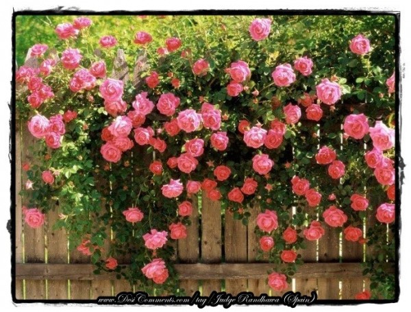 Roses Bushes