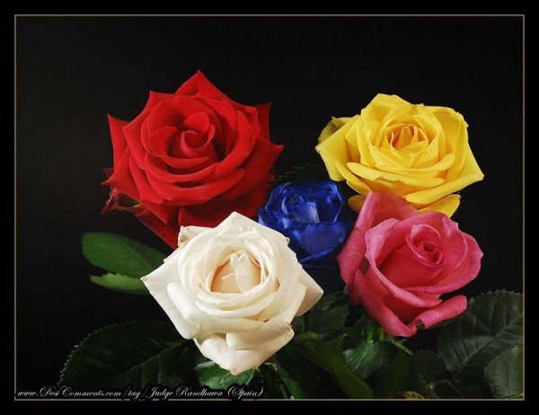 Five Colorful Roses