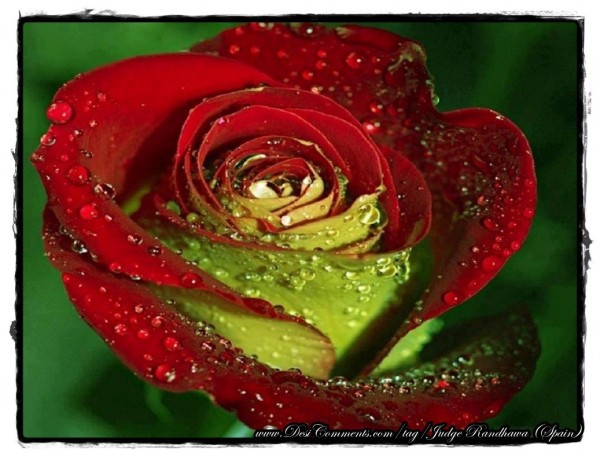 Beautiful Rose