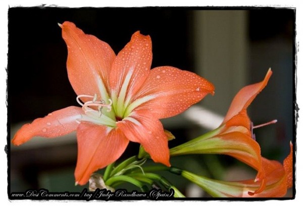 Lily Flowers