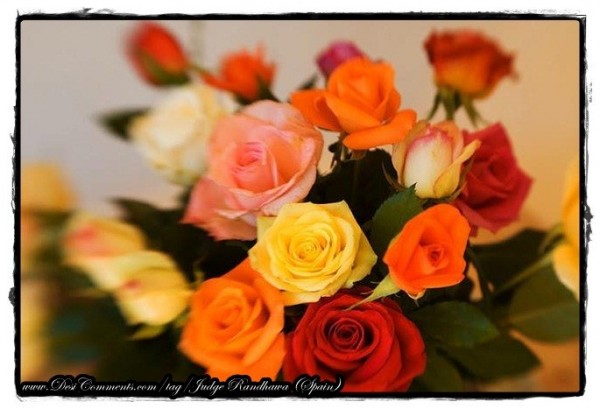 Colorful Roses