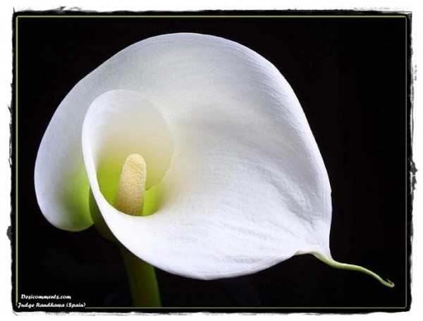 White Calla Lily