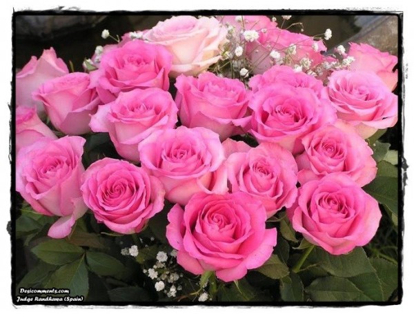 Pink Roses