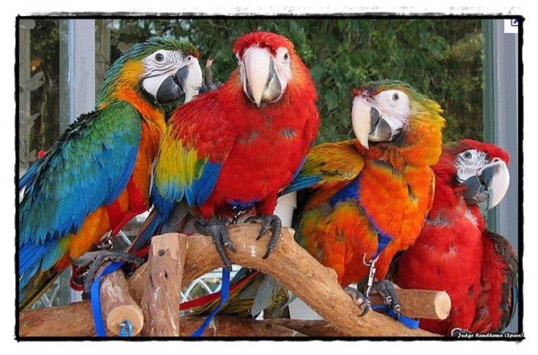 Parrots