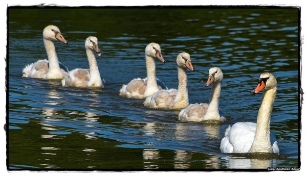 Swans