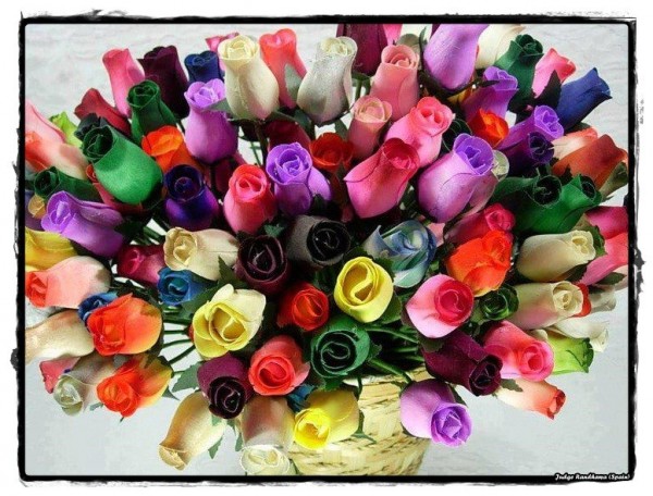 Colorful Roses