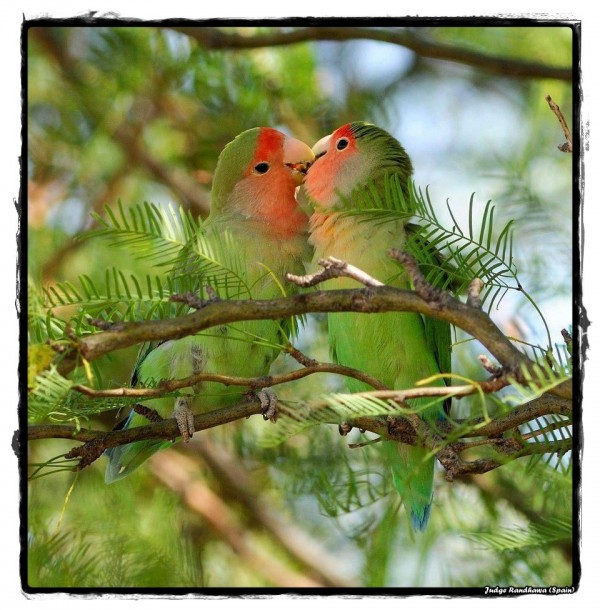 Love Birds