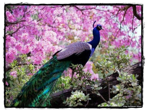 Peacock