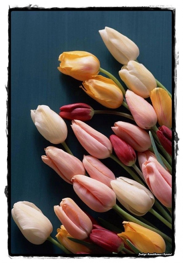 Tulip Flowers