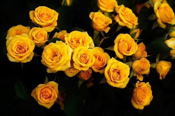 Yellow Roses