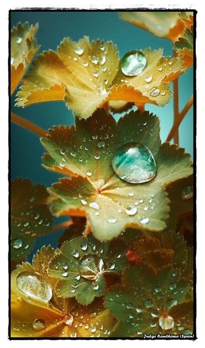 Rain Drops