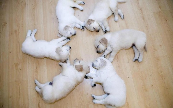 Lazy Puppies