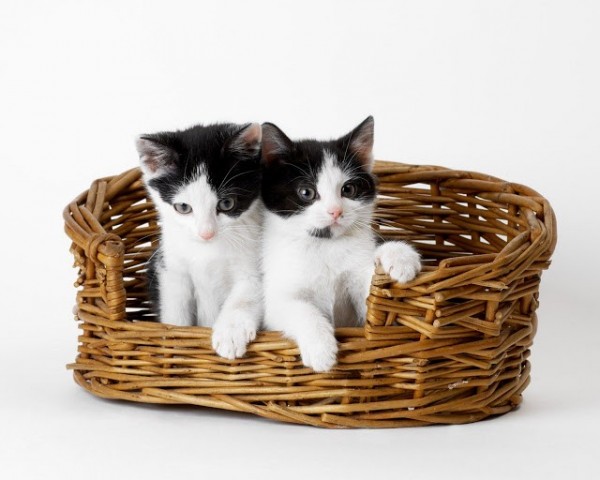 Two Kittens