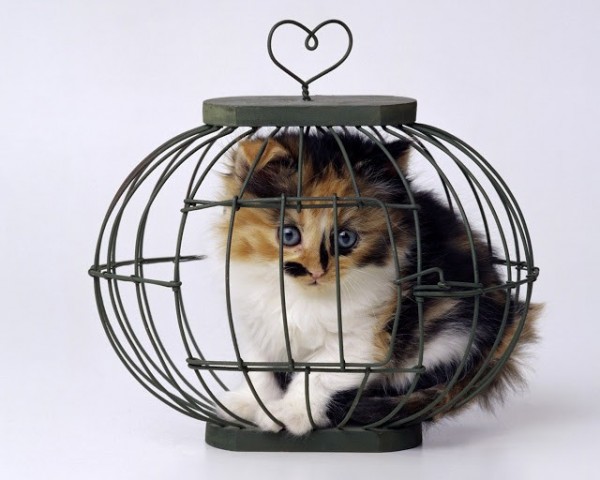 Cat In Cage