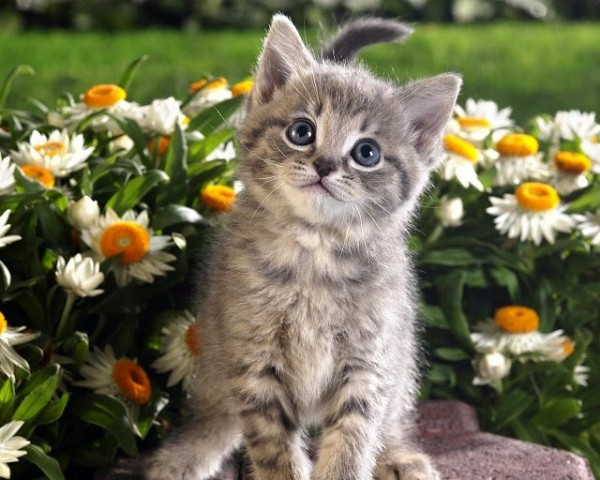 Cute Cat