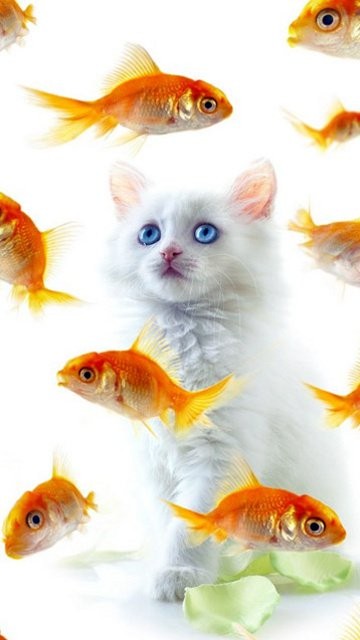 Cat Seeing Fishes