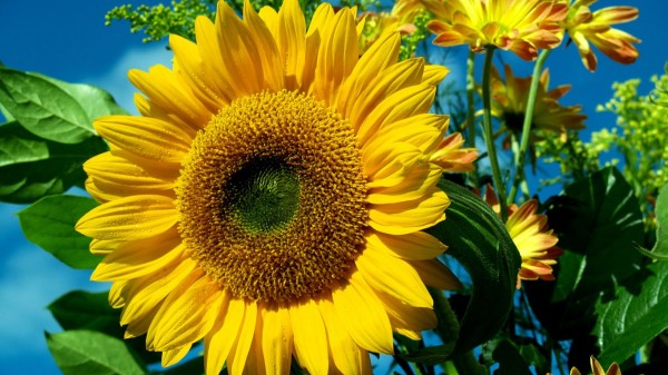 Sunflower