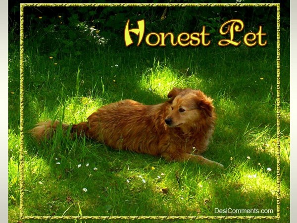 Honest Pet…