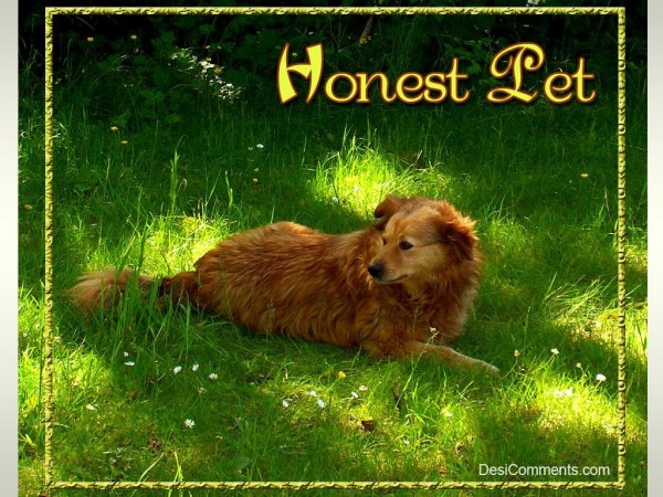 Honest Pet...