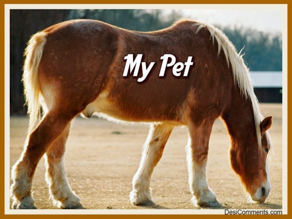 My Pet…