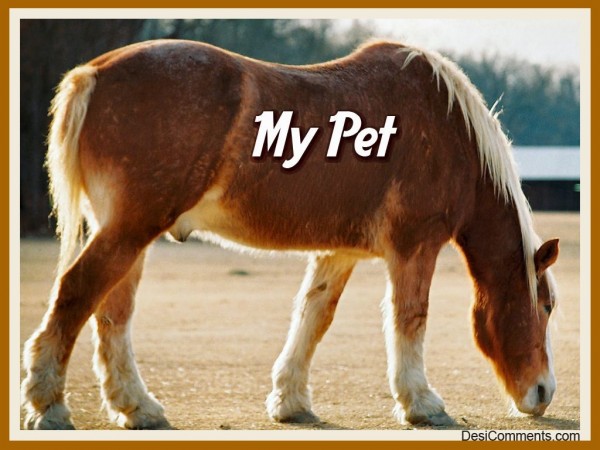 My Pet...